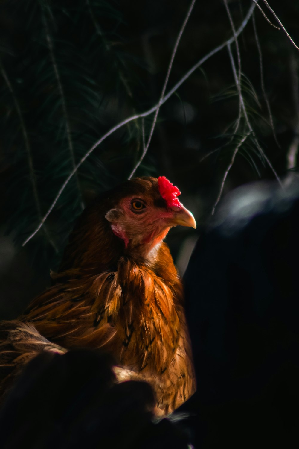 a chicken with a red head