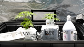 Two small plants with green leaves are growing in bags labeled as 'pure coco coir' and are placed inside a black plastic container. Next to the plants, there are containers of gardening products, including a large white bottle labeled 'pure nutrients BOOST'. The background appears to be a reflective silver surface.