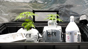 Rows of healthy plants thriving in coir grow bags under natural light.