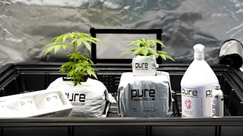 Two small plants with green leaves are growing in bags labeled as 'pure coco coir' and are placed inside a black plastic container. Next to the plants, there are containers of gardening products, including a large white bottle labeled 'pure nutrients BOOST'. The background appears to be a reflective silver surface.
