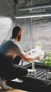 A person is tending to plants in an indoor grow setup, handling a package labeled 'Pure'. The setup includes grow lights and a reflective tent, creating a controlled environment for plant growth.
