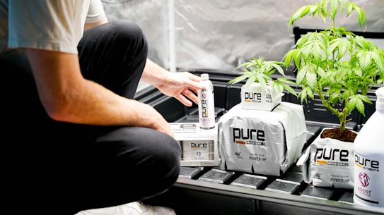 A person is kneeling next to several products labeled 'pure' and a young green plant in a grow tent setting. The products seem to be related to plant cultivation, possibly fertilizers or soil enhancers.