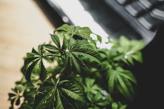 a plant with green leaves