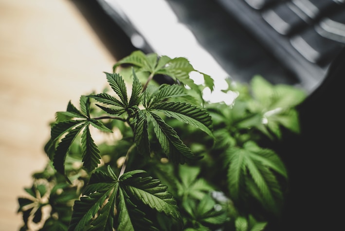 a plant with green leaves