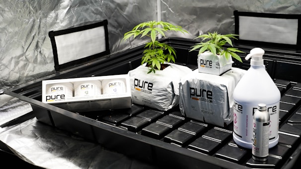 Inside a reflective grow space, two small cannabis plants are placed on white bags labeled 'pure coco coir' and surrounded by various gardening products. These include nutrient bottles and boxes, all branded 'pure.' The setup suggests a controlled indoor gardening environment designed for optimal plant cultivation.