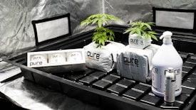 Inside a reflective grow space, two small cannabis plants are placed on white bags labeled 'pure coco coir' and surrounded by various gardening products. These include nutrient bottles and boxes, all branded 'pure.' The setup suggests a controlled indoor gardening environment designed for optimal plant cultivation.
