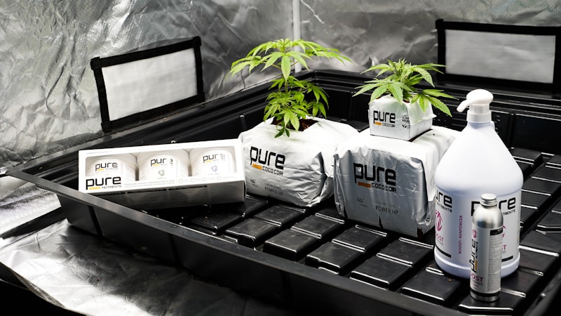 Your Guide to Indoor Gardening Essentials: Grow Boxes and More