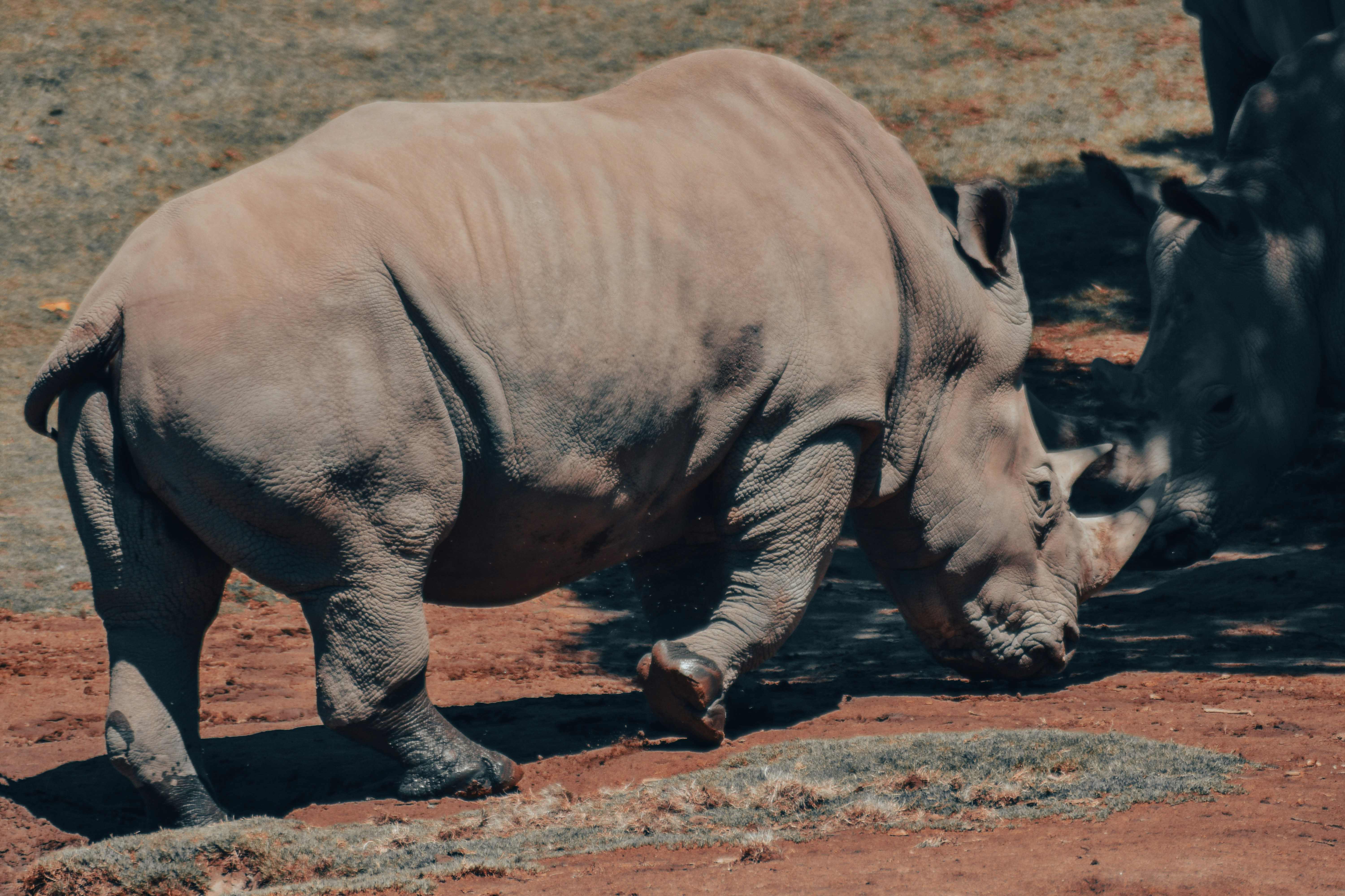 a rhinoceros walking on dirt