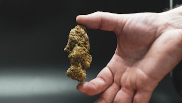 a hand holding a small plant