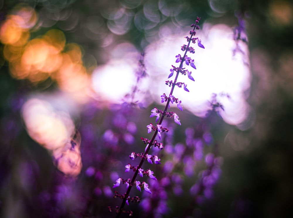 a close up of a flower