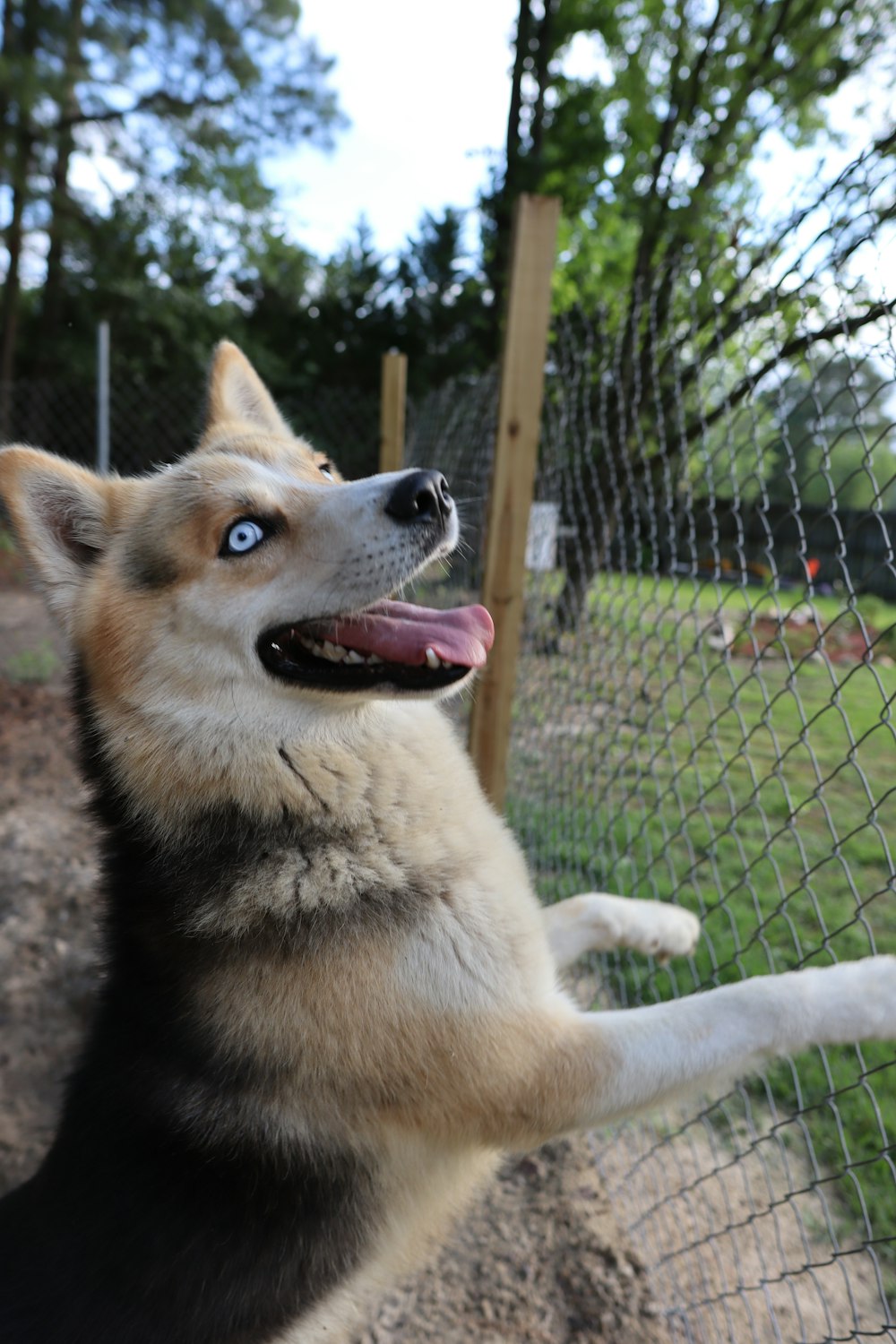 a dog with its tongue out