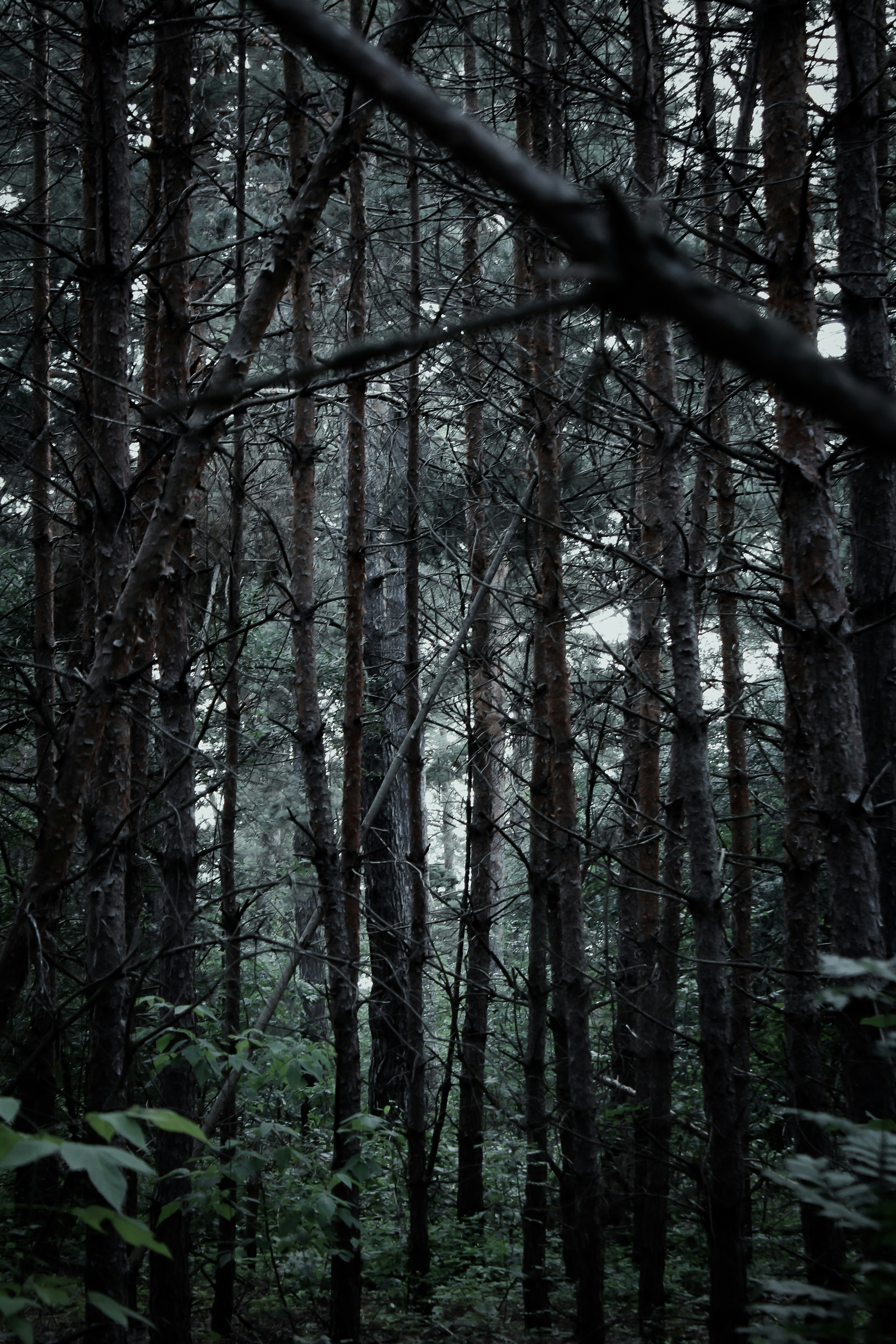 dark forest wallpaper, wallpaper, Night Vision in the Woods: Techniques & Tips 5