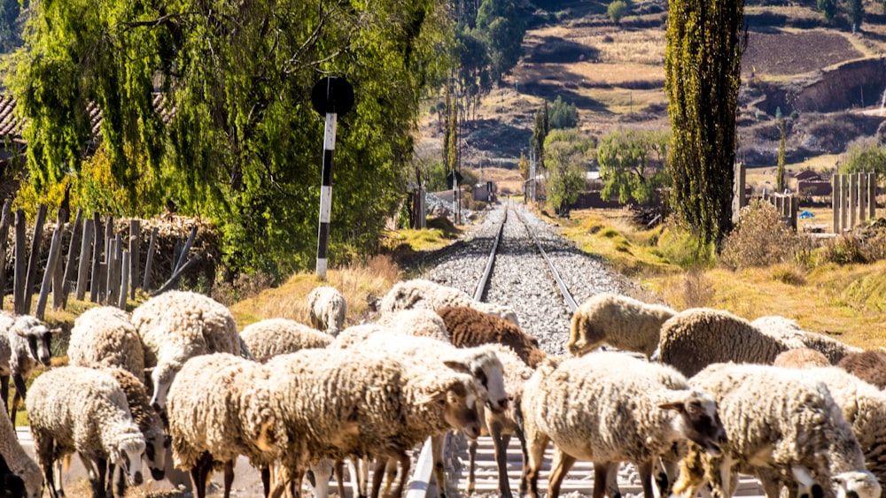 a herd of sheep on a road