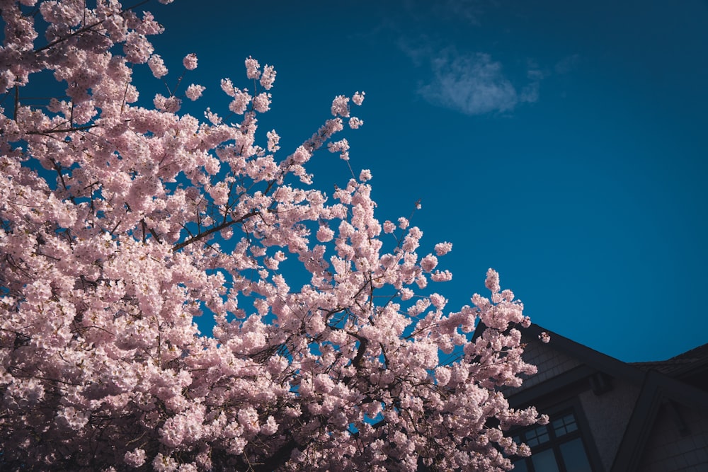 a tree with pink flowers