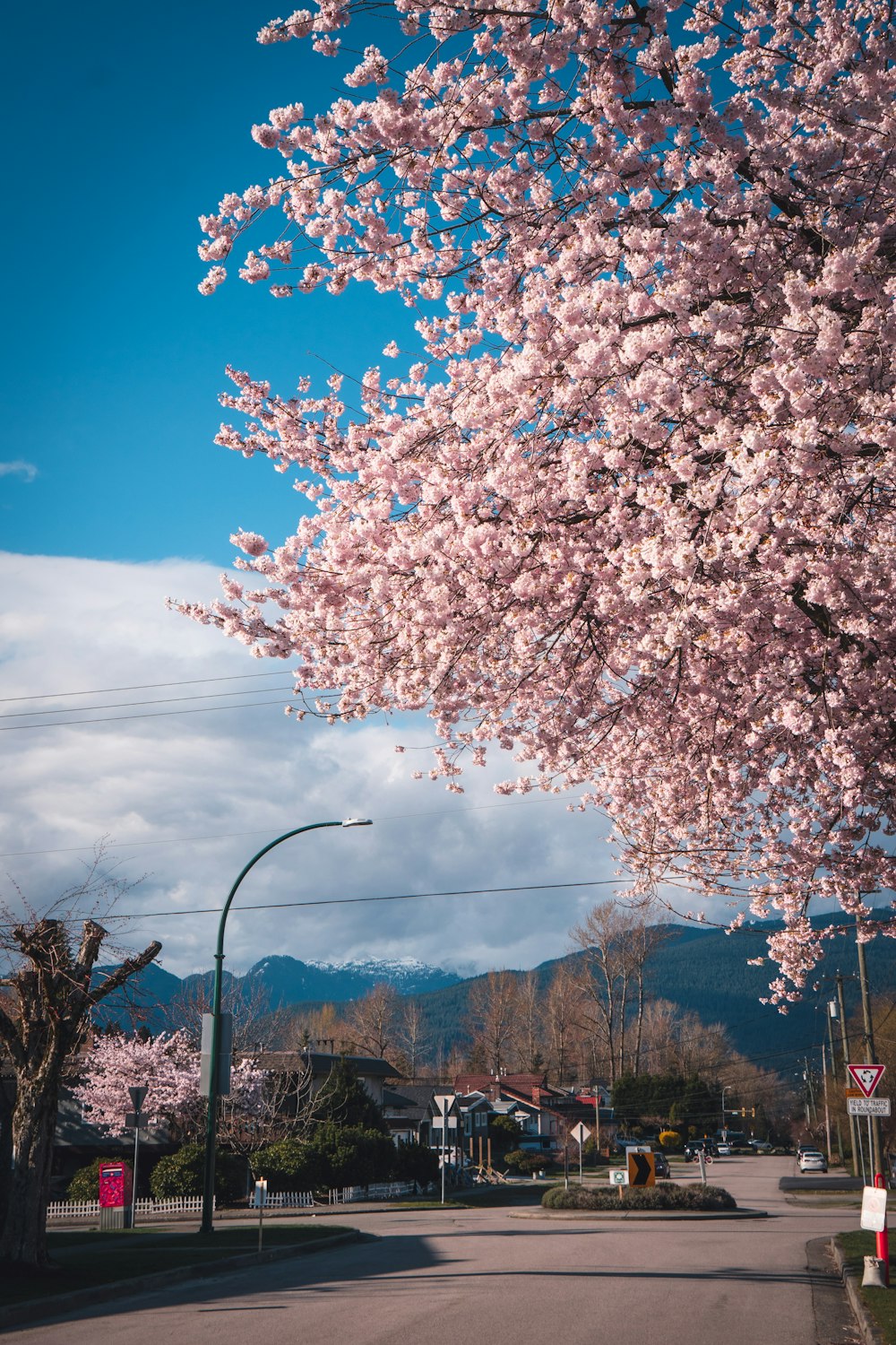 a tree with pink flowers