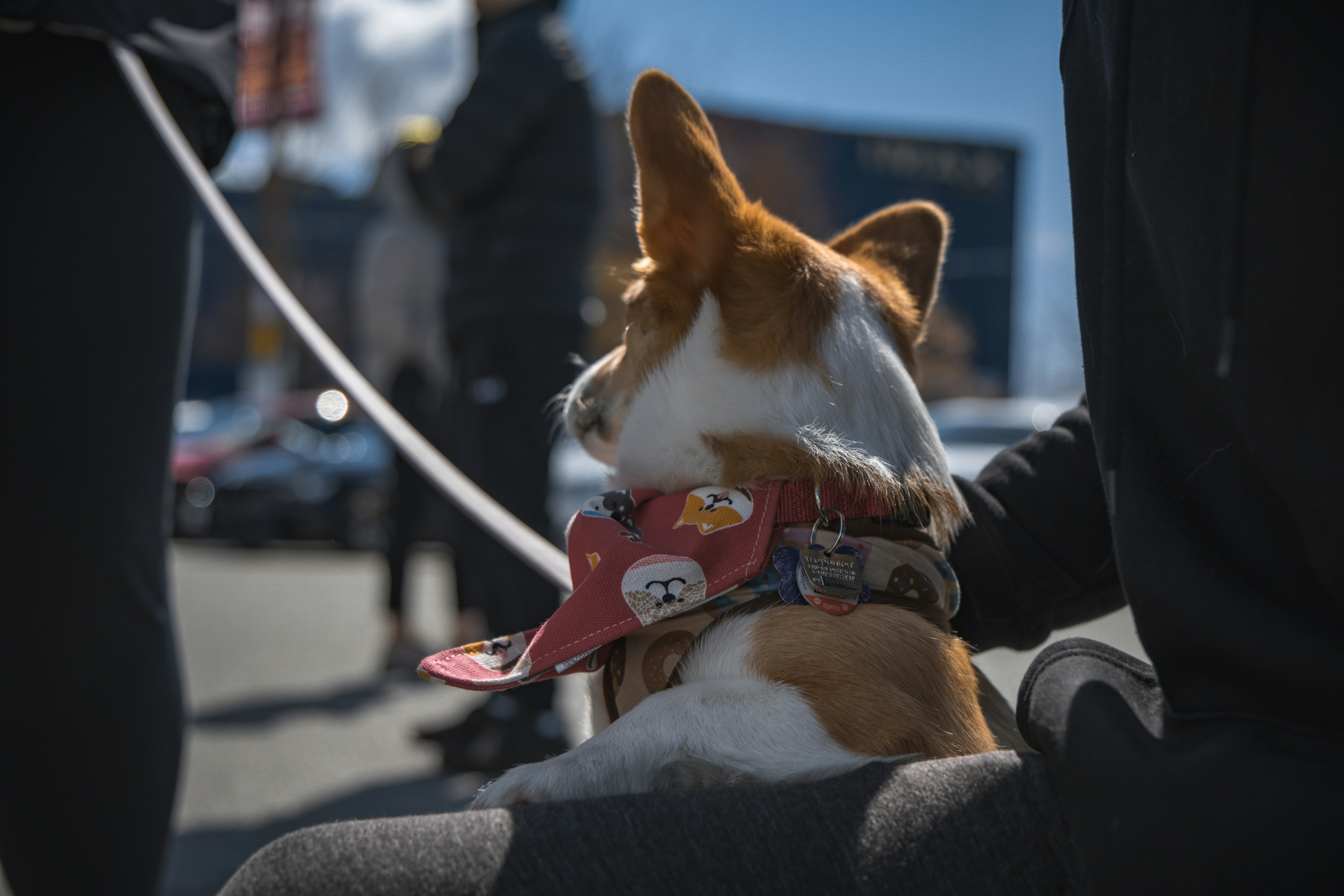 The Cat and Dog Shop