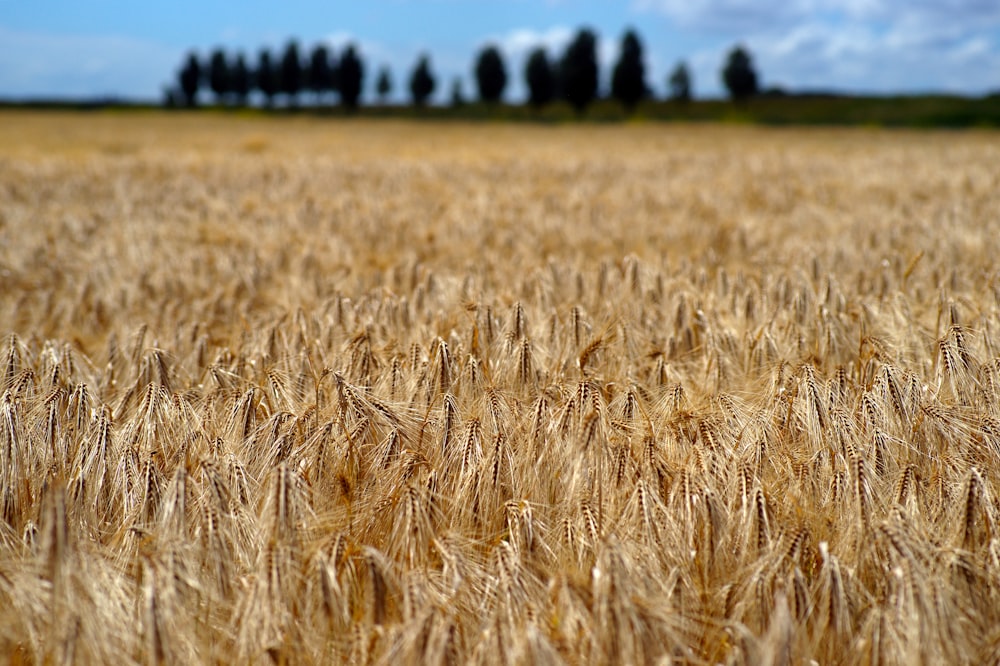 um campo de trigo com árvores no fundo