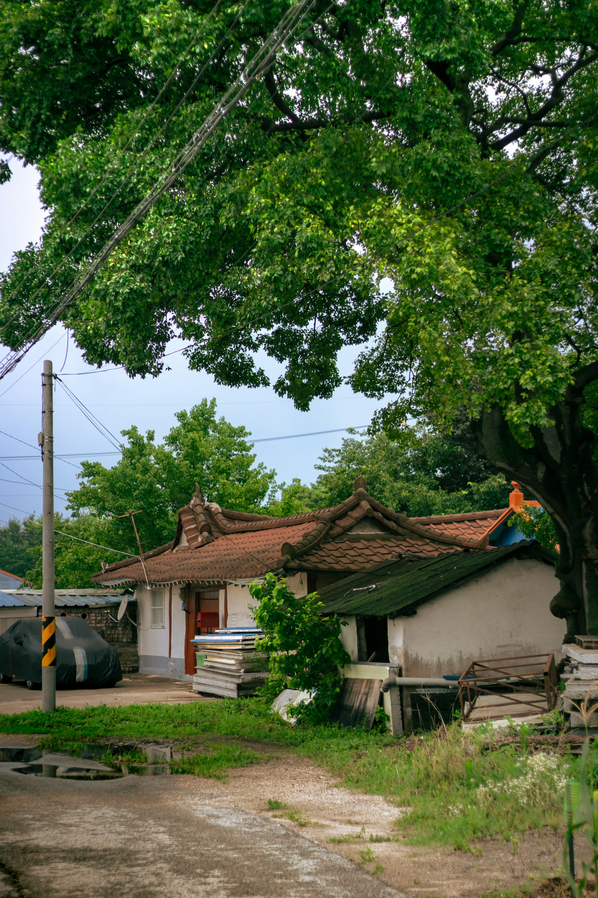 a house with a tree in the front