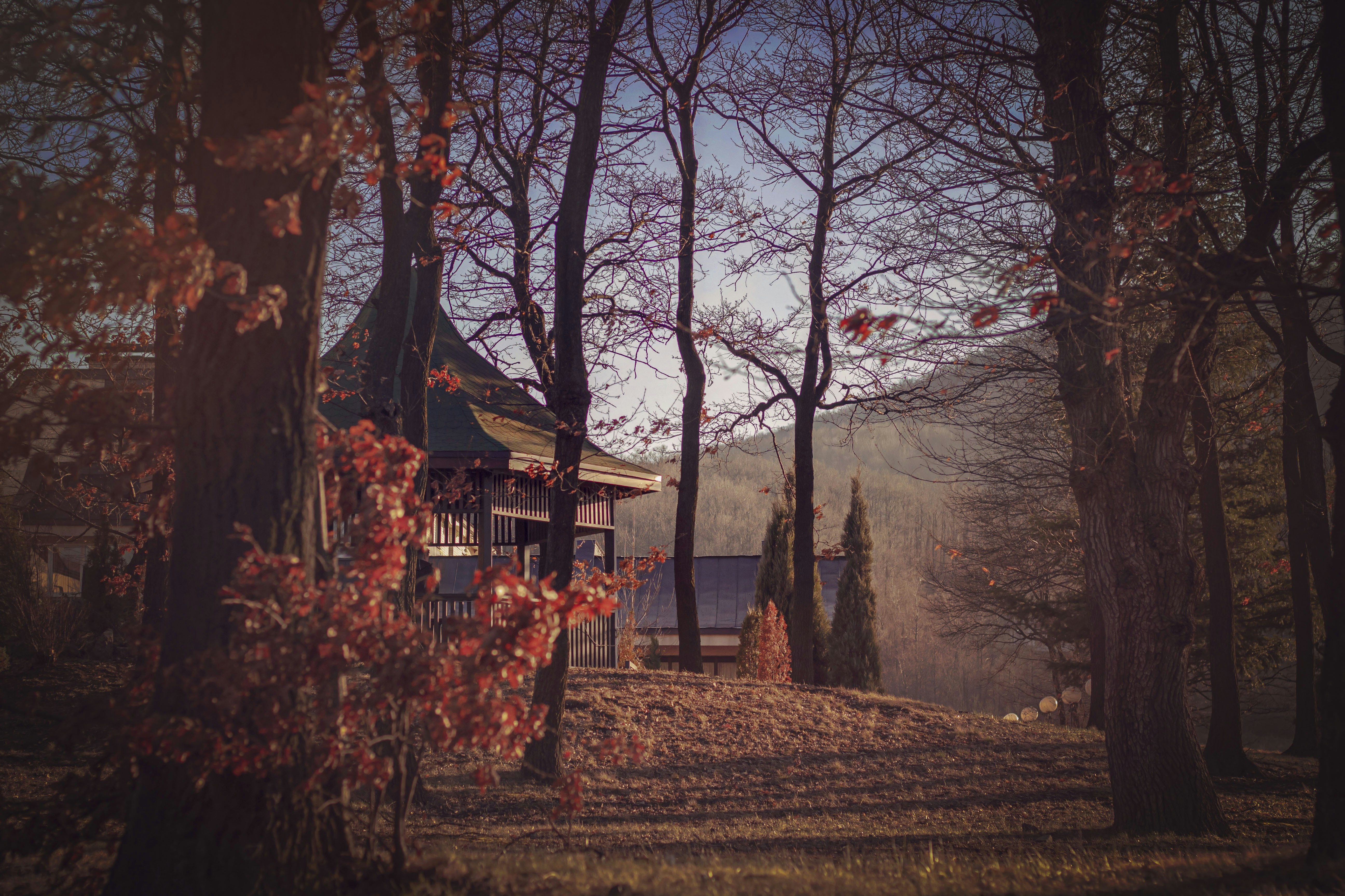 Autumn trees surround a small building on a hill.