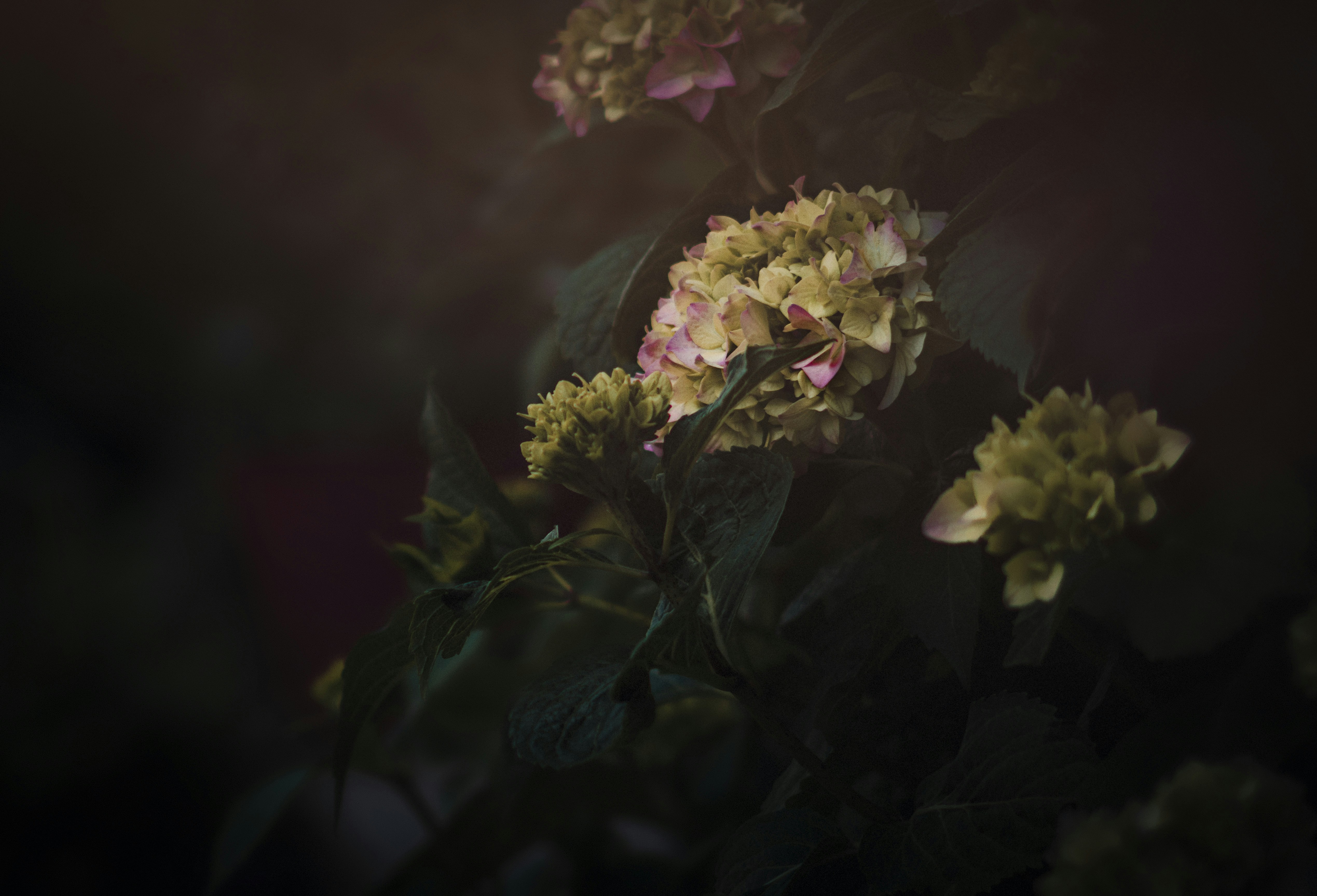 Wilting hydrangeas with dark green leaves in soft light
