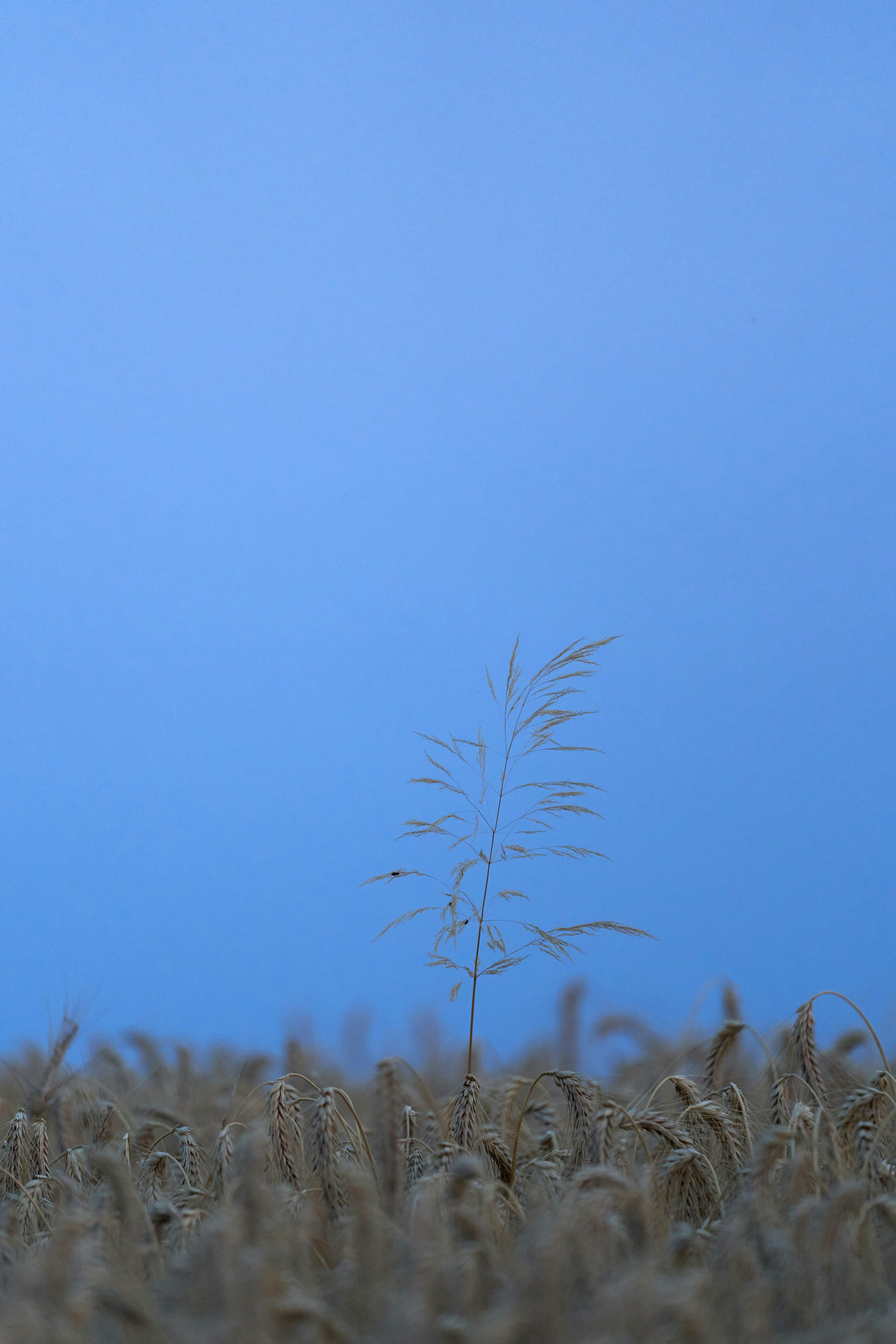 Photo by wolfgang_hasselmann