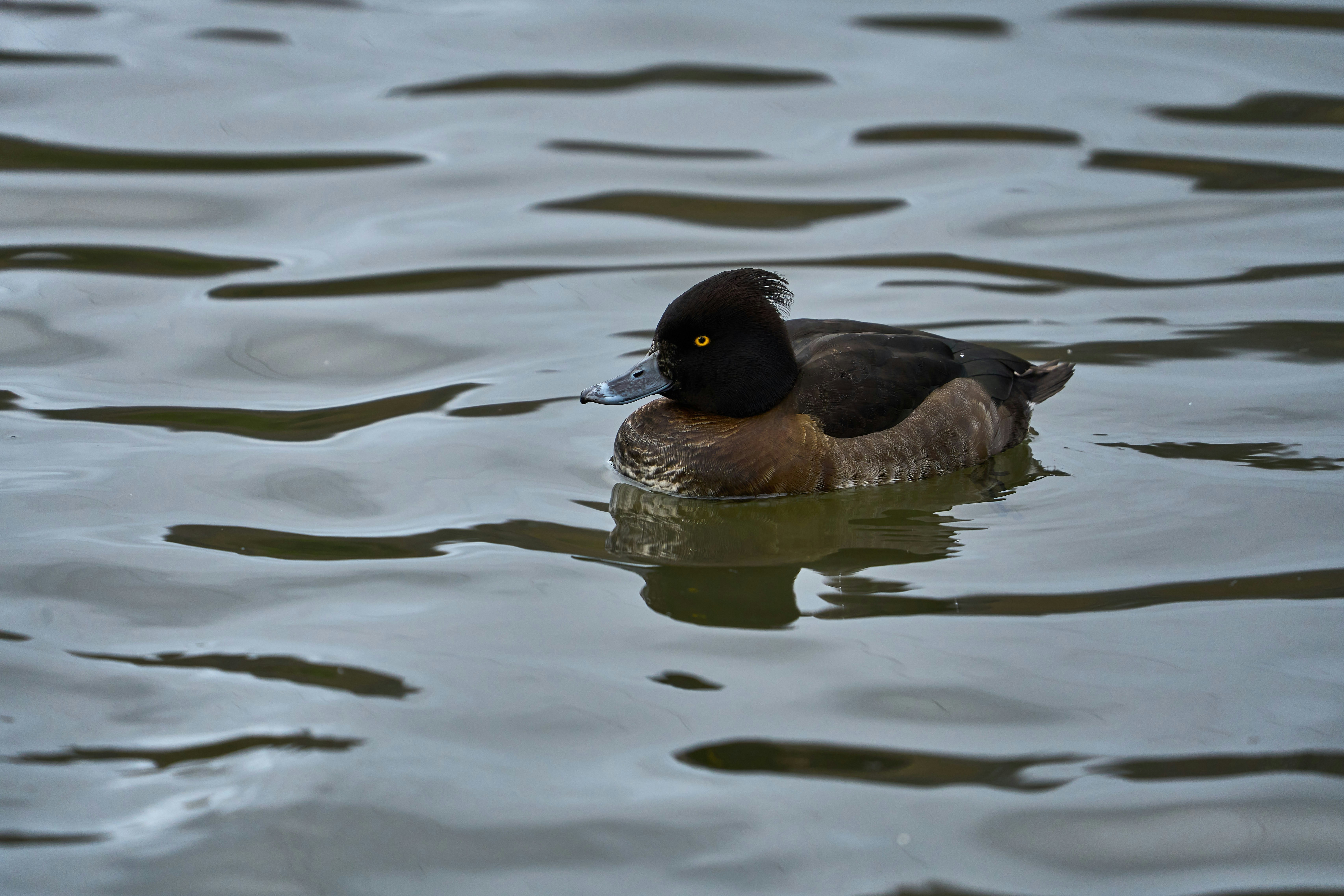 Photo by wolfgang_hasselmann