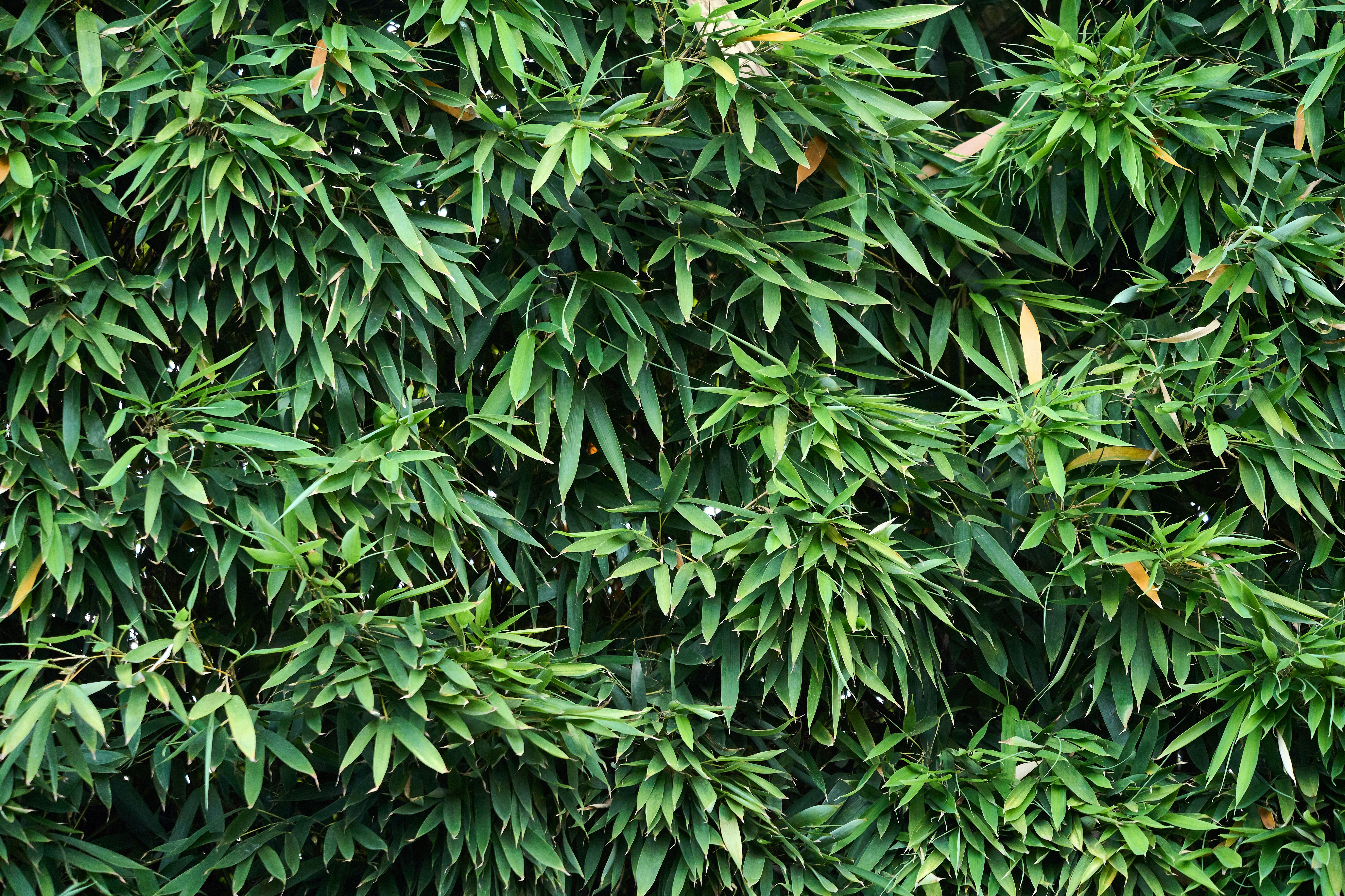 Photo by wolfgang_hasselmann