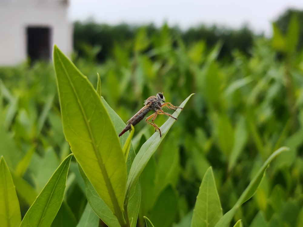 a bug on a leaf