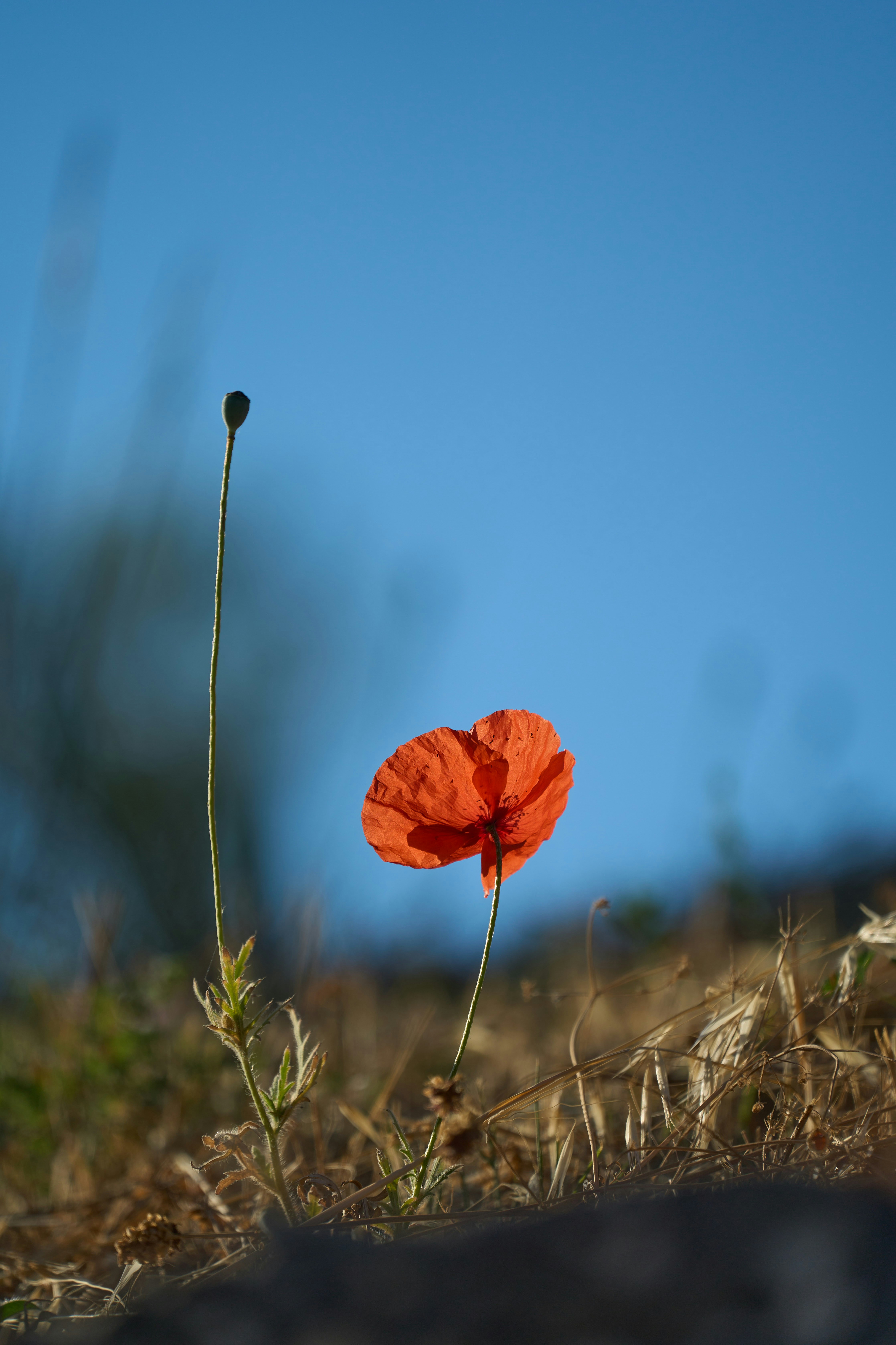 Photo by wolfgang_hasselmann