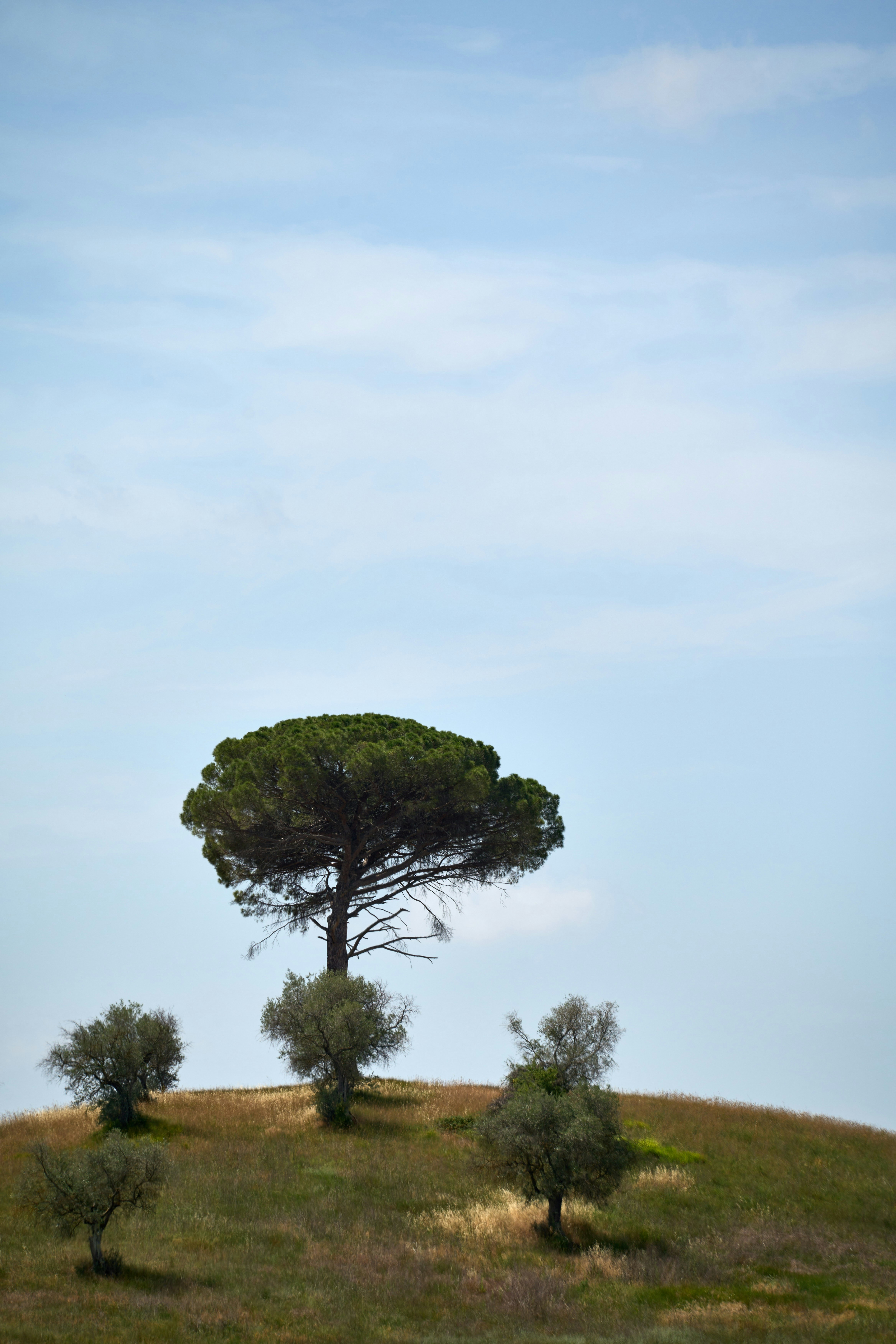 Photo by wolfgang_hasselmann