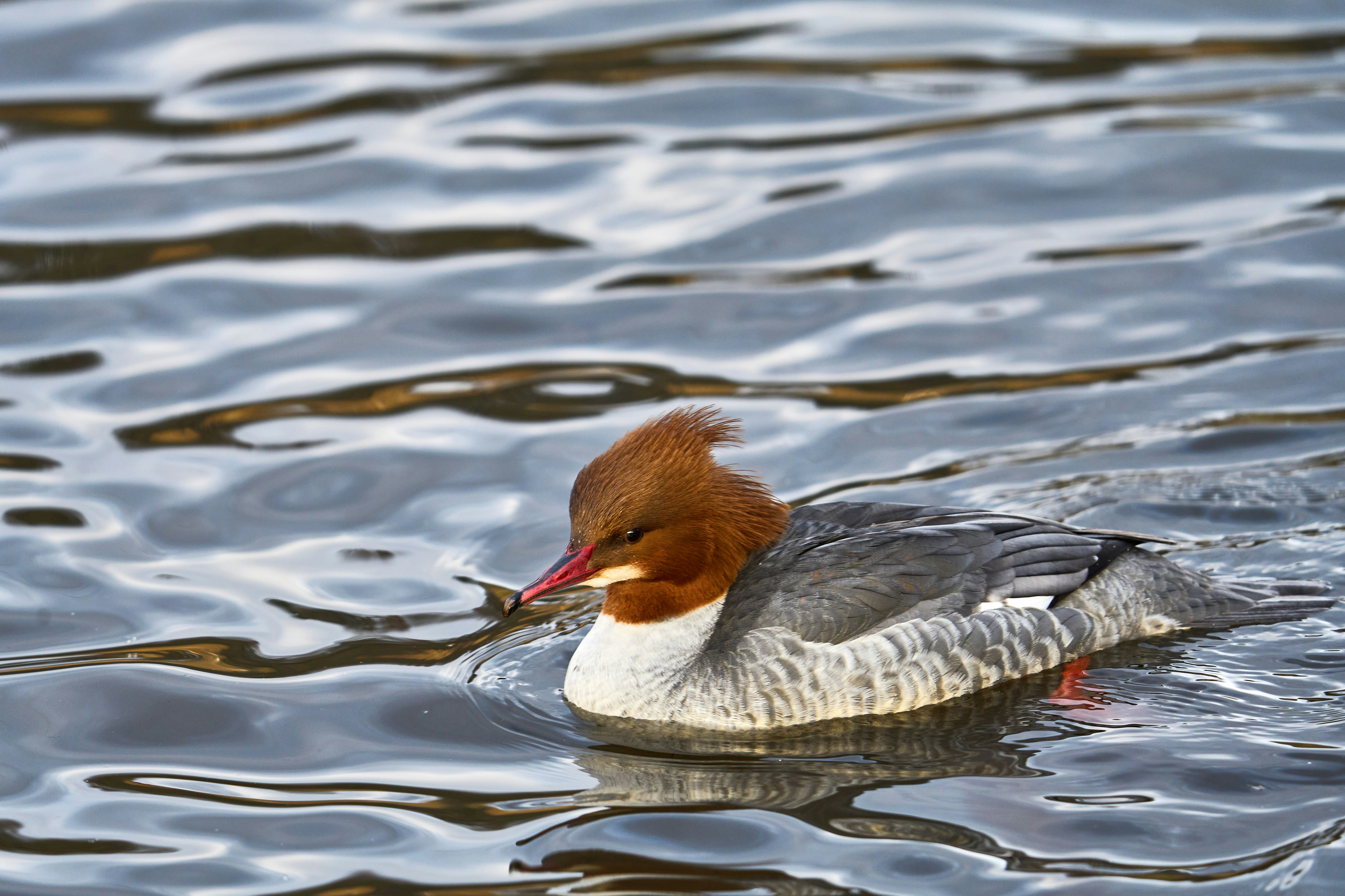 Photo by wolfgang_hasselmann