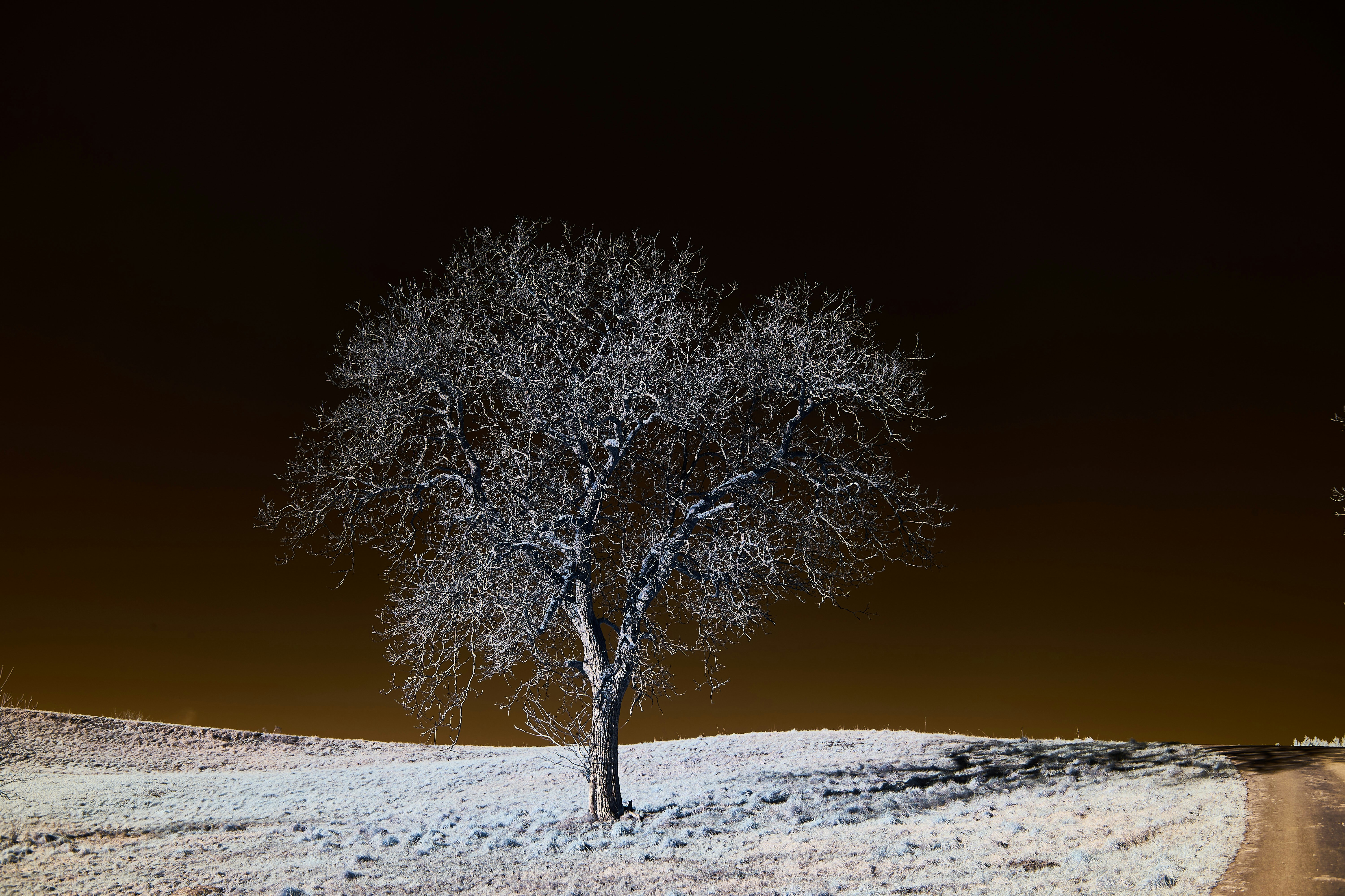 Photo by wolfgang_hasselmann