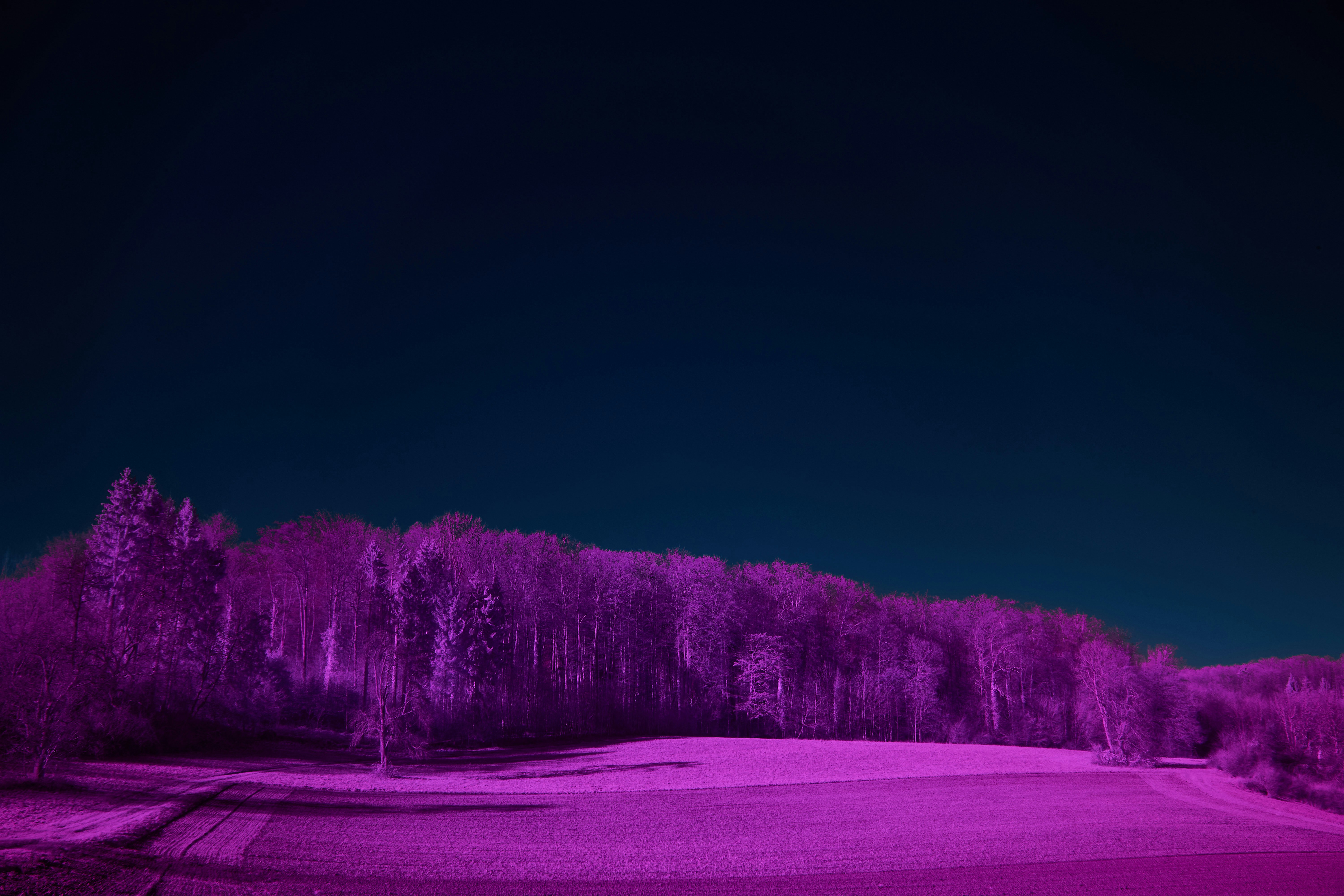 Photo by wolfgang_hasselmann