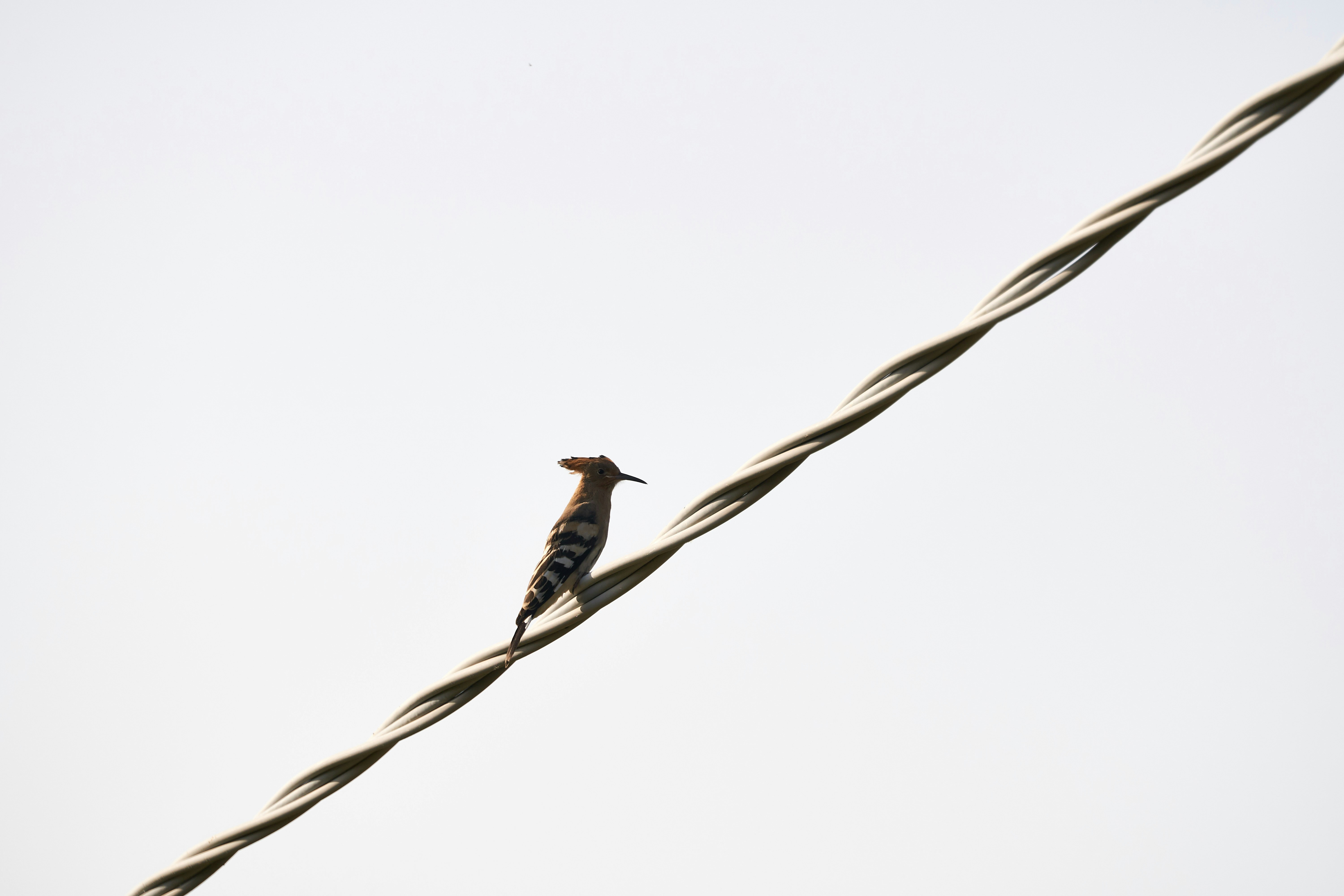 Photo by wolfgang_hasselmann