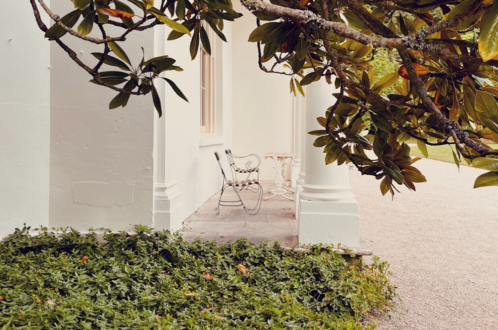 a chair and a plant outside