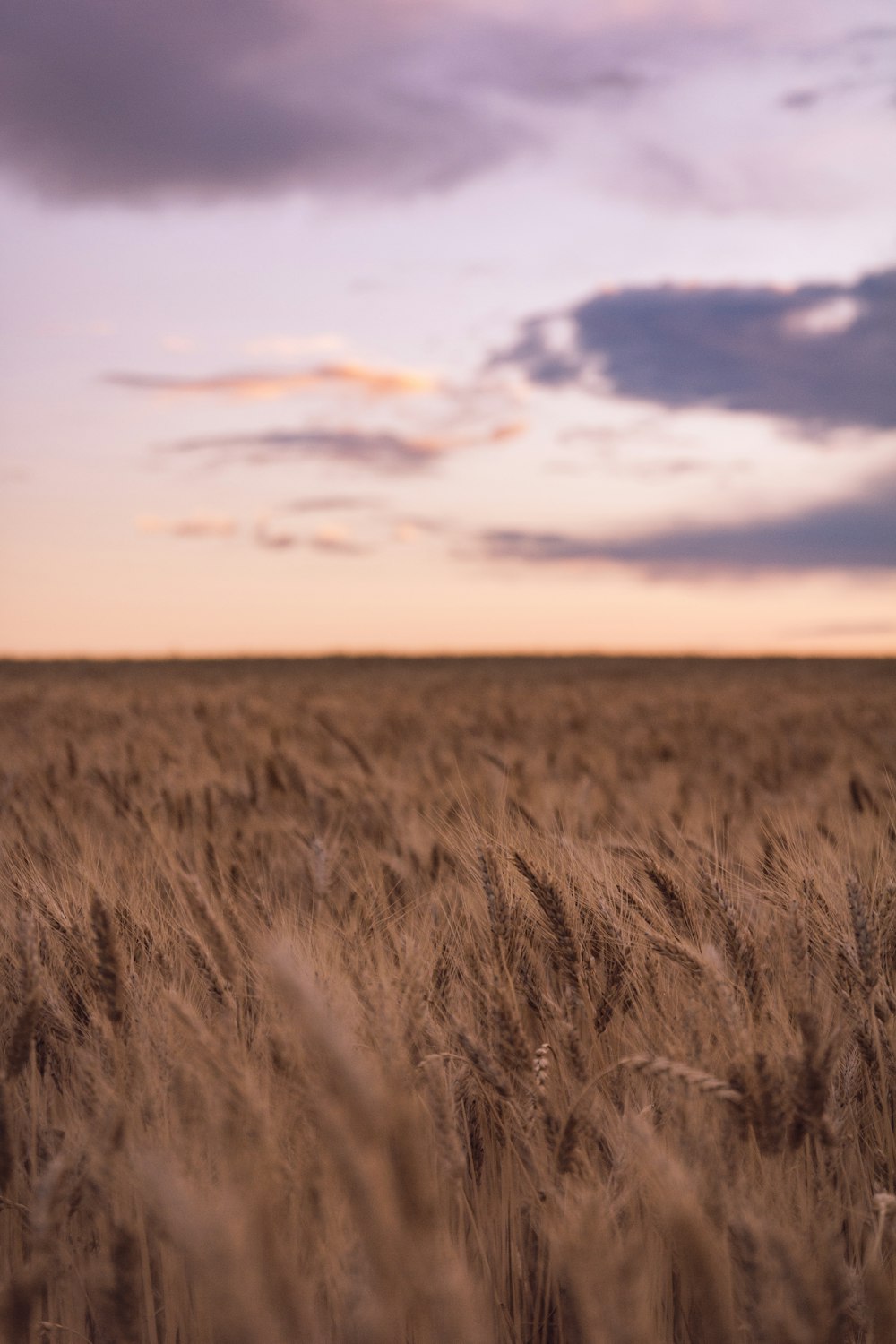 a field of brown grass