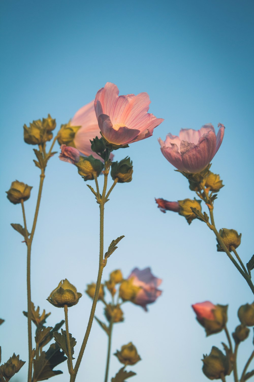 a group of flowers