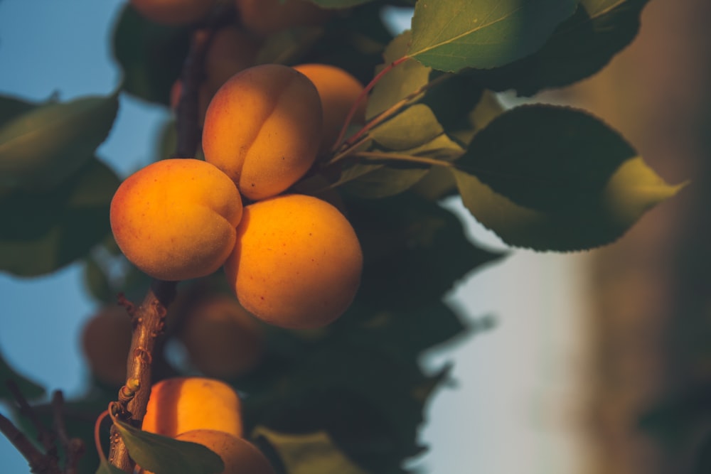 a bunch of oranges on a tree