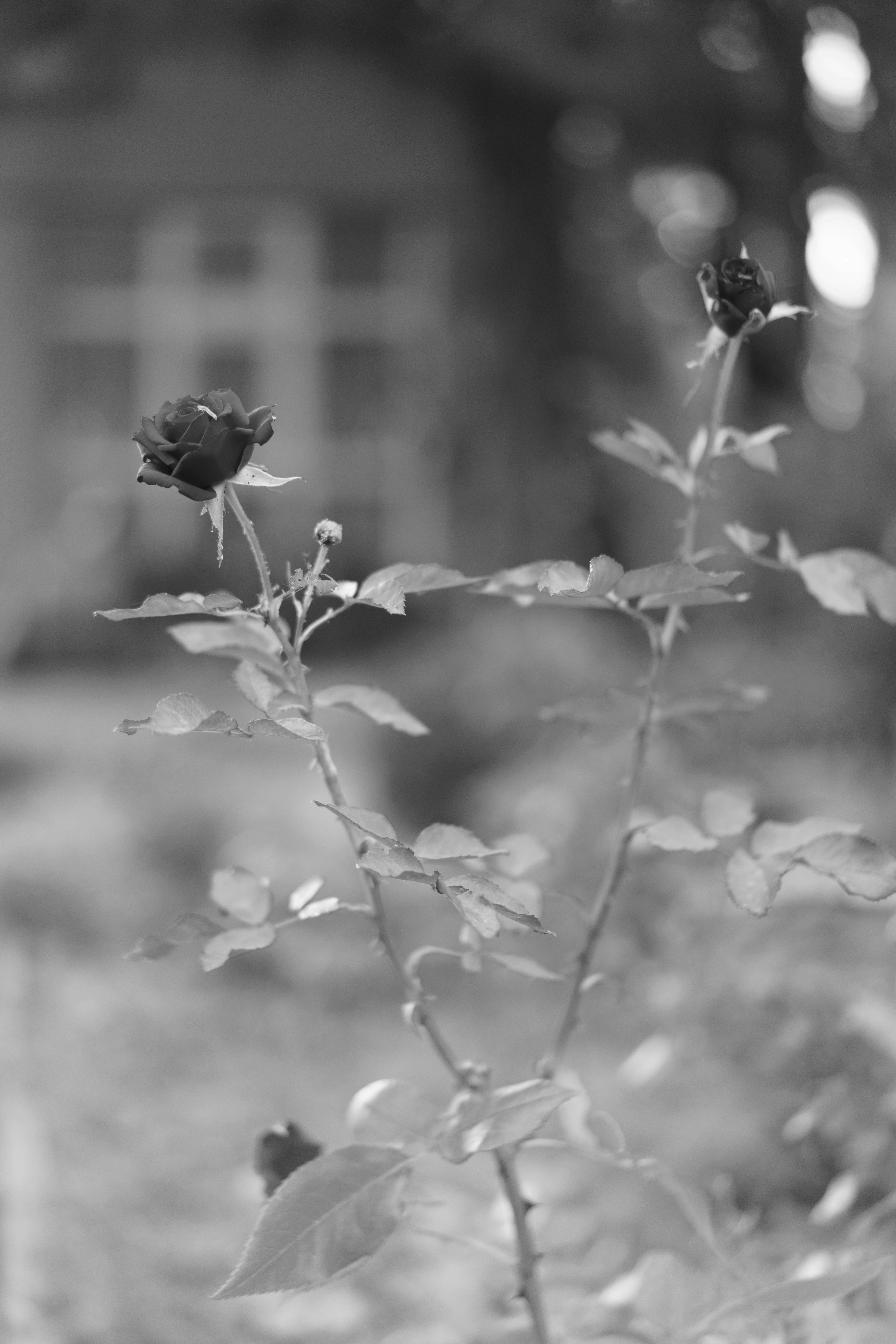 Photo by fairycarousel