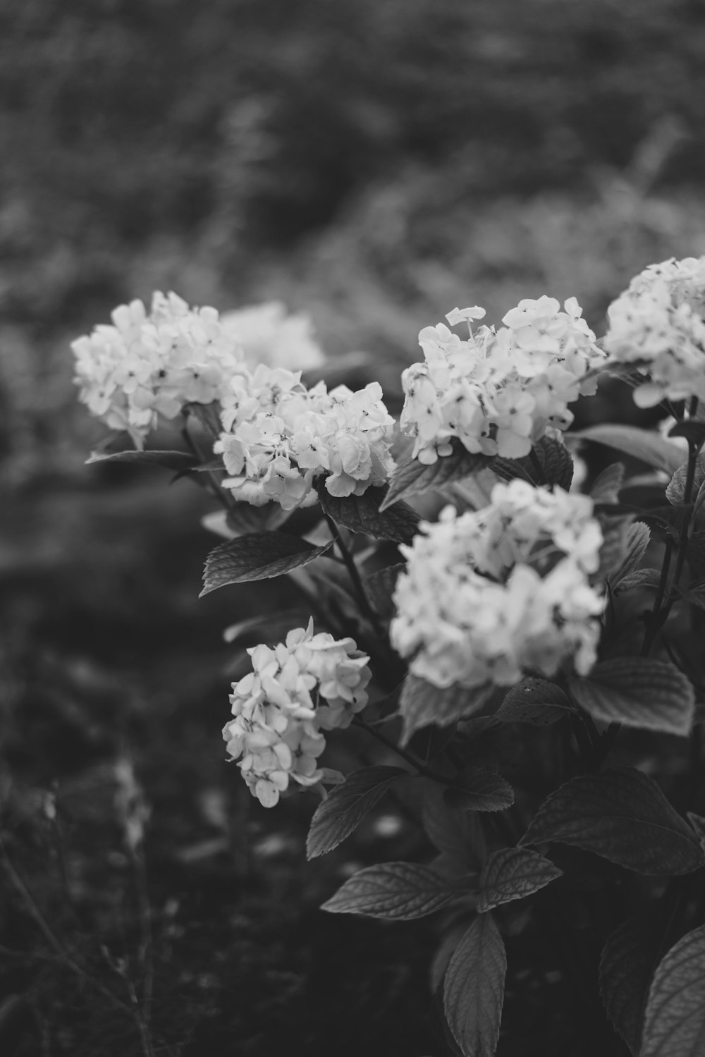 a close-up of some flowers