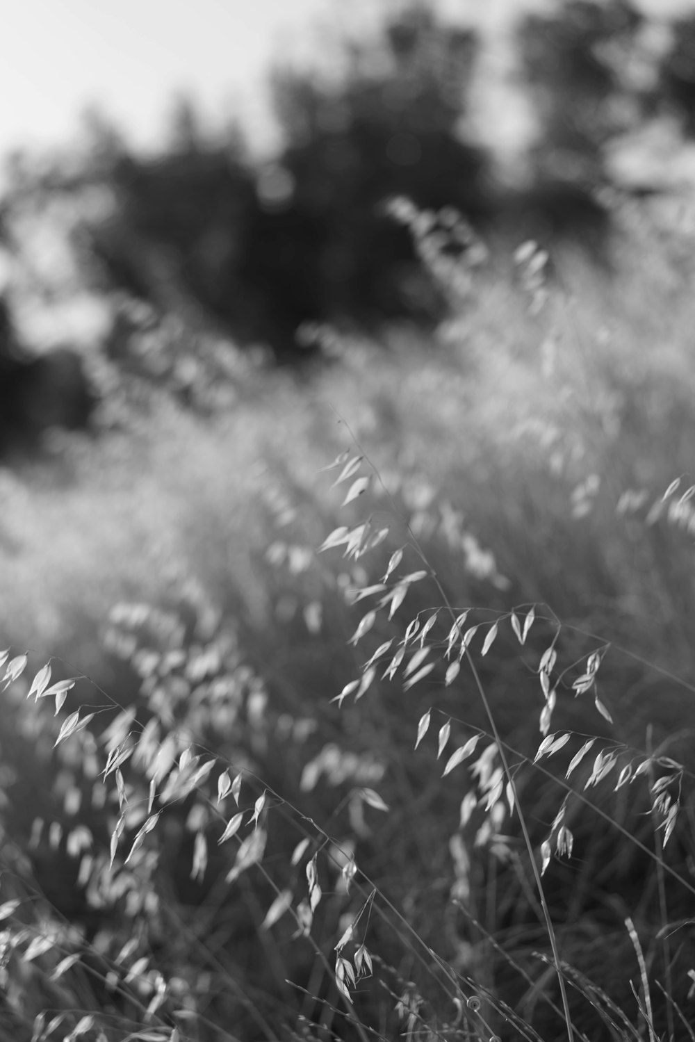 close-up of a plant