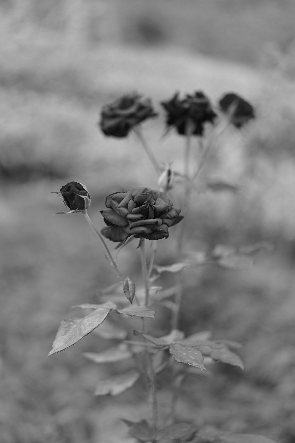 a close-up of a flower