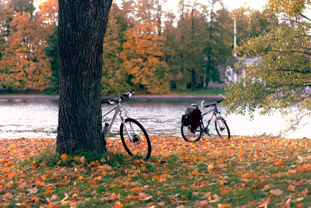 bicycles parked by a tree