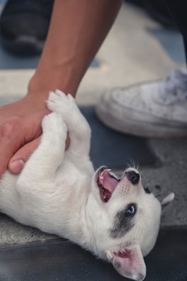 A joyful moment of laughter as a puppy gently nuzzles a participant during a stretch.