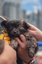 A close-up of hands gently holding a small puppy wearing a safe and fashionable harness.