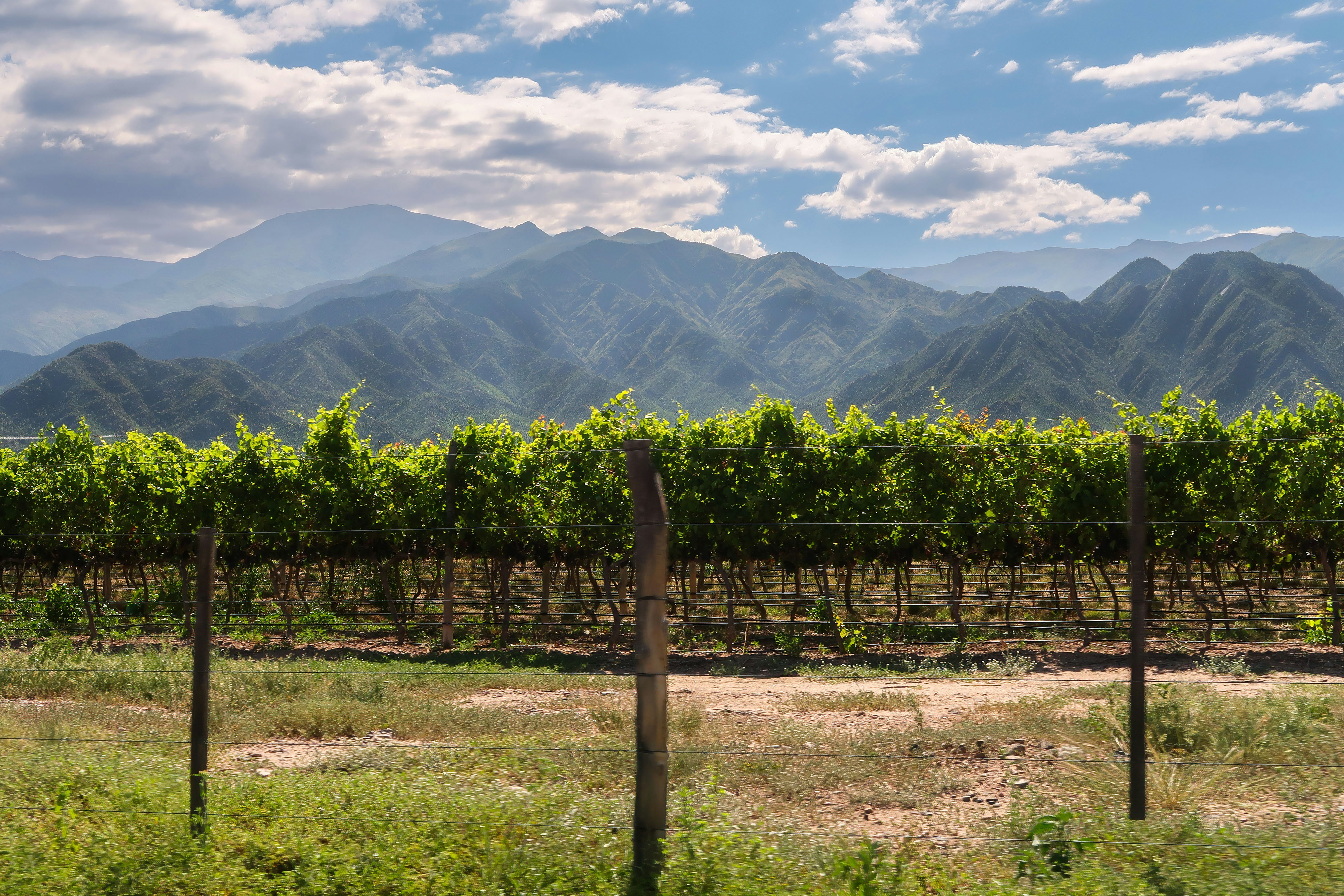 Cafayate travel photo