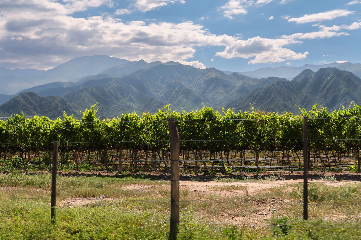A row of leafy grapevines behind a wire fence with green mountains and clouds beyond
