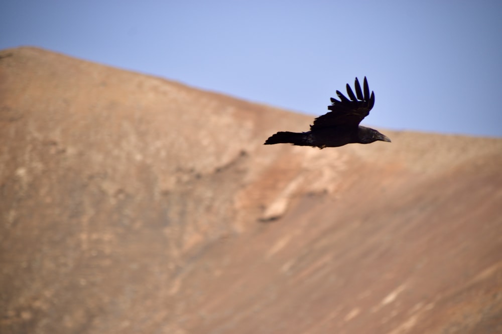 a bird flying over sand