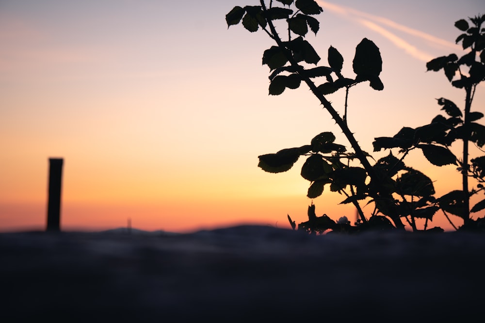 a tree with a tower in the background