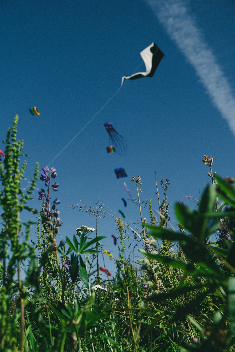 kites flying in the sky